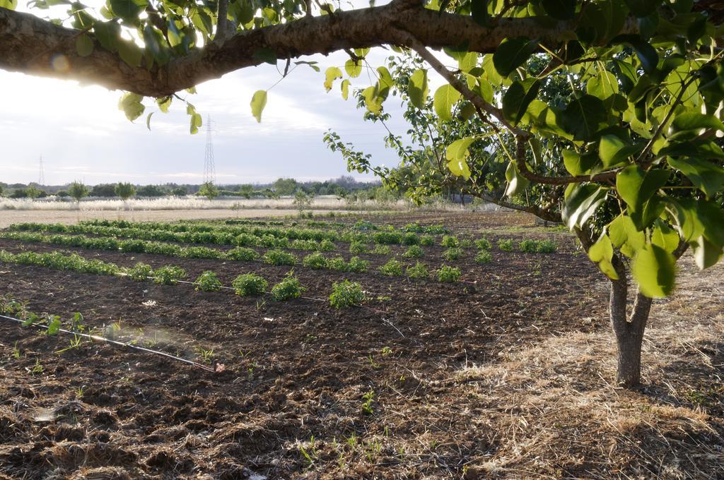 Agrimat Salento Sas Villa Alezio Luaran gambar